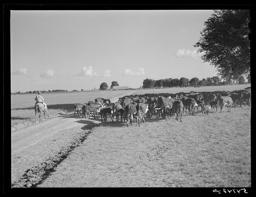 Hereford cattle on the Hopson cotton plantation. Clarksdale, Mississippi Delta, Mississippi