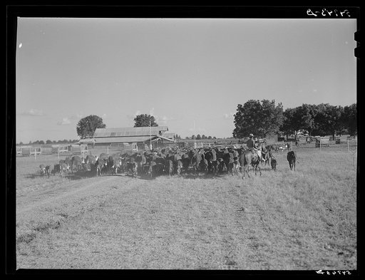Untitled photo, possibly related to: Hereford cattle on the Hopson cotton plantation. Clarksdale, Mississippi Delta, Mississippi