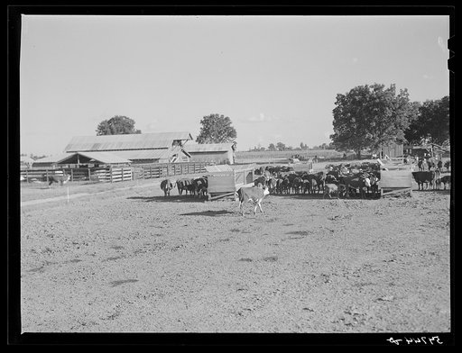 Hereford cattle on the Hopson cotton plantation. Clarksdale, Mississippi Delta, Mississippi