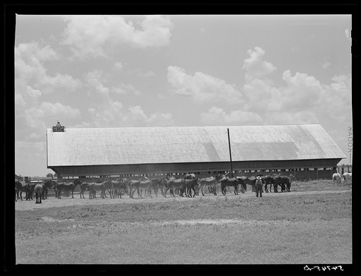 Mules are taken into the yard for a couple of hours at noon during mid-summer to cool and water them. King and Anderson Plantation, near Clarksdale, Mississippi Delta, Mississippi