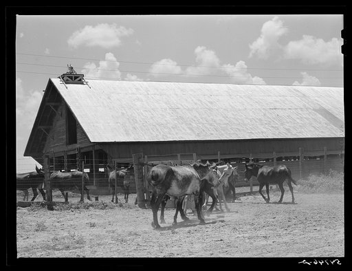 Untitled photo, possibly related to: Mules are taken into the yard for a couple of hours at noon during mid-summer to cool and water them. King and Anderson Plantation, near Clarksdale, Mississippi Delta, Mississippi