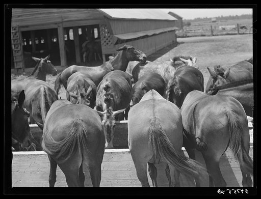 Mules are taken into the yard for a couple of hours at noon during mid-summer to cool and water them. King and Anderson Plantation, near Clarksdale, Mississippi Delta, Mississippi