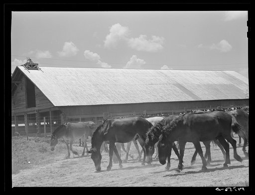 Mules are taken into the yard for a couple of hours at noon during mid-summer to cool and water them. King and Anderson Plantation, near Clarksdale, Mississippi Delta, Mississippi