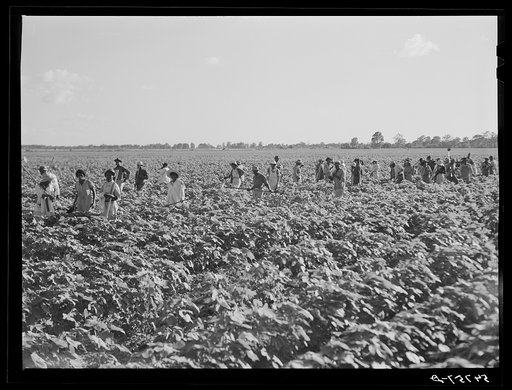 Untitled photo, possibly related to: Day labor now is used almost exclusively on Hopson Plantation, displacing the old tenants on the place. Cotton choppers are hired in nearby towns for seventy-five cents to one dollar a day and trucked to the plantation. Clarksdale, Mississippi Delta, Mississippi