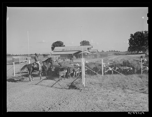 Hereford cattle on the Hopson cotton plantation. Clarksdale, Mississippi Delta, Mississippi