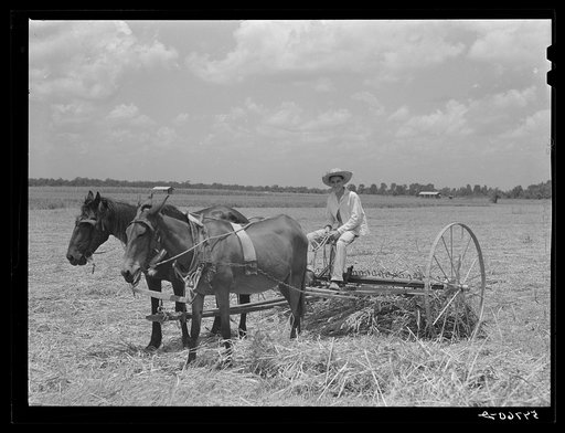 Untitled photo, possibly related to: Allen Plantation operated by Natchitoches farmstead association, a cooperative established through the cooperation of FSA (Farm Security Administration). Louisiana