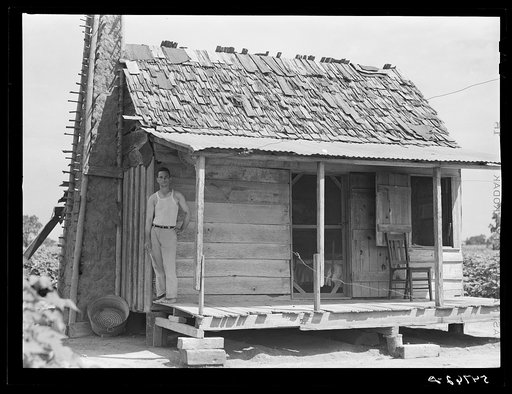 Melrose, Natchitoches Parish, Louisiana. Old tenant house with mud chimney and cotton up to its door occupied by mulattoes on plantation
