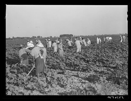 Day labor now is used almost exclusively on Hopson Plantation, displacing the old tenants on the place. Cotton choppers are hired in nearby towns for seventy-five cents to one dollar a day and trucked to the plantation. Clarksdale, Mississippi Delta, Mississippi