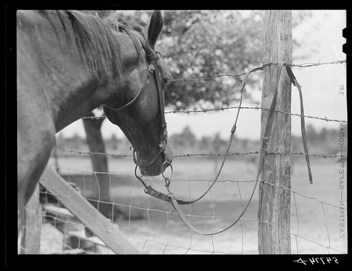 The horse is a frequent means of transportation on the country roads and around the plantations near Melrose, Natchitoche Parish, Louisiana