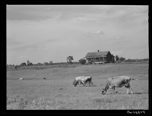 Tenant's home and cows in a pasture on King and Anderson cotton plantation near Clarksdale. Mississippi Delta, Mississippi