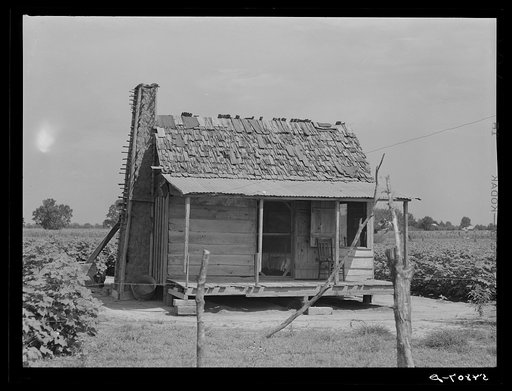 Melrose, Natchitoches Parish, Louisiana. Old tenant house with mud chimney and cotton up to its door occupied by mulattoes on plantation