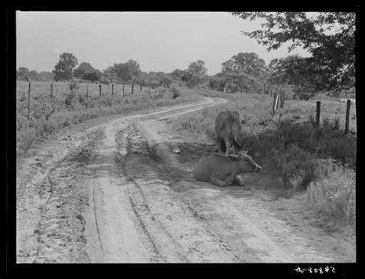Melrose, Natchitoches Parish, Louisiana. Cows lying on shade along country road during heat of the day