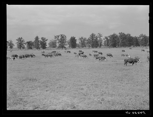 Hereford cattle on the Hopson cotton plantation. Clarksdale, Mississippi Delta, Mississippi