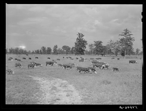 Untitled photo, possibly related to: Hereford cattle on the Hopson cotton plantation. Clarksdale, Mississippi Delta, Mississippi