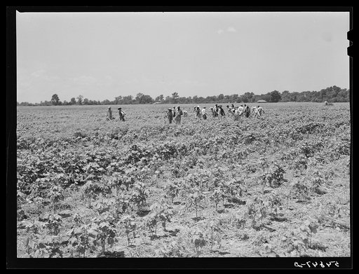 Day labor now is used almost exclusively on Hopson Plantation, displacing the old tenants on the place. Cotton choppers are hired in nearby towns for seventy-five cents to one dollar a day and trucked to the plantation. Clarksdale, Mississippi Delta, Mississippi