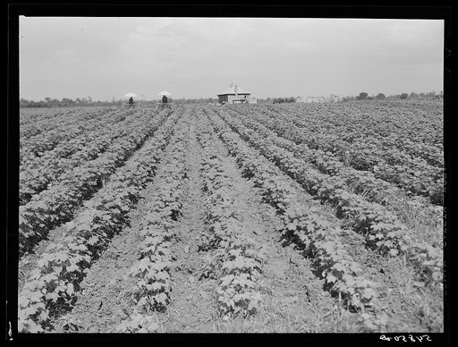 Untitled photo, possibly related to: Tractors have taken the place of the mule and the plow on Hopson Plantation, where day labor is used almost exclusively, displacing the old tenants on the place. Clarksdale, Mississippi Delta, Mississippi