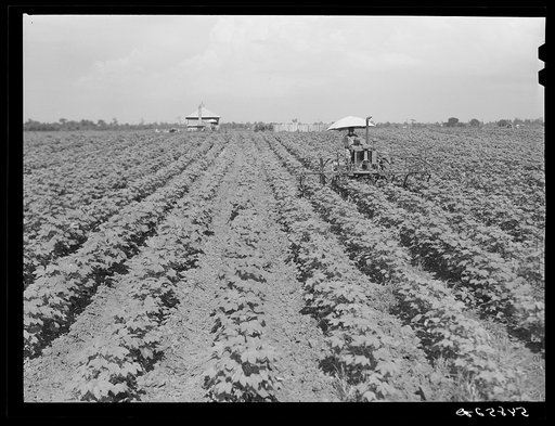 Tractors have taken the place of the mule and the plow on Hopson Plantation, where day labor is used almost exclusively, displacing the old tenants on the place. Clarksdale, Mississippi Delta, Mississippi