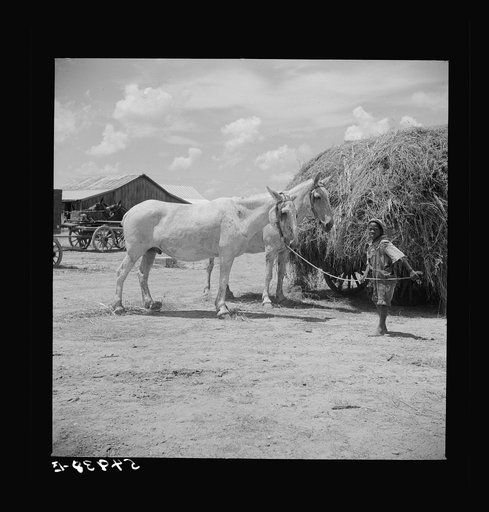 After the noon hour in the plantation yard, the mules, tractors and cultivators are taken out to finish the day's work. King and Anderson Plantation, near Clarksdale. Mississippi Delta, Mississippi