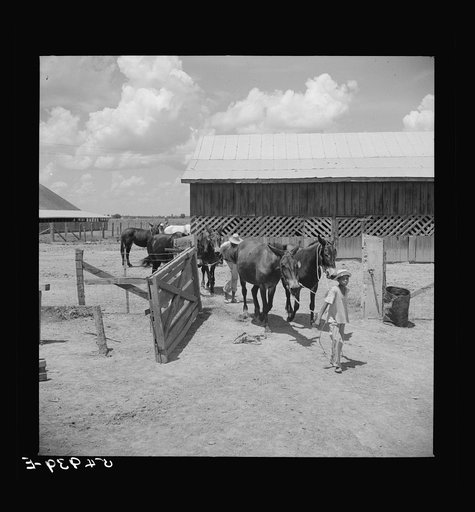 After the noon hour in the plantation yard, the mules, tractors and cultivators are taken out to finish the day's work. King and Anderson Plantation, near Clarksdale. Mississippi Delta, Mississippi