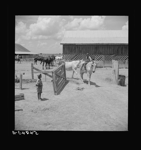 Untitled photo, possibly related to: After the noon hour in the plantation yard, the mules, tractors and cultivators are taken out to finish the day's work. King and Anderson Plantation, near Clarksdale. Mississippi Delta, Mississippi
