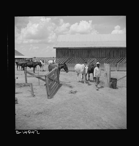 After the noon hour in the plantation yard, the mules, tractors and cultivators are taken out to finish the day's work. King and Anderson Plantation, near Clarksdale. Mississippi Delta, Mississippi