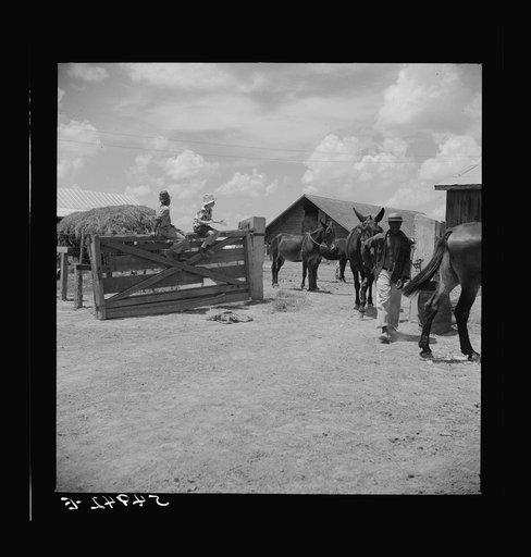 Untitled photo, possibly related to: After the noon hour in the plantation yard, the mules, tractors and cultivators are taken out to finish the day's work. King and Anderson Plantation, near Clarksdale. Mississippi Delta, Mississippi