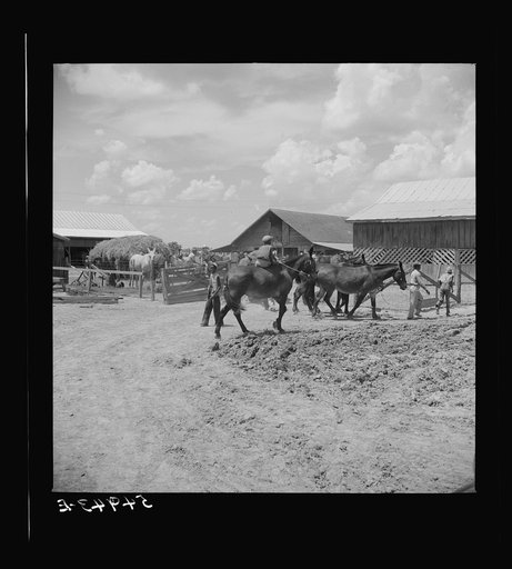 Untitled photo, possibly related to: After the noon hour in the plantation yard, the mules, tractors and cultivators are taken out to finish the day's work. King and Anderson Plantation, near Clarksdale. Mississippi Delta, Mississippi