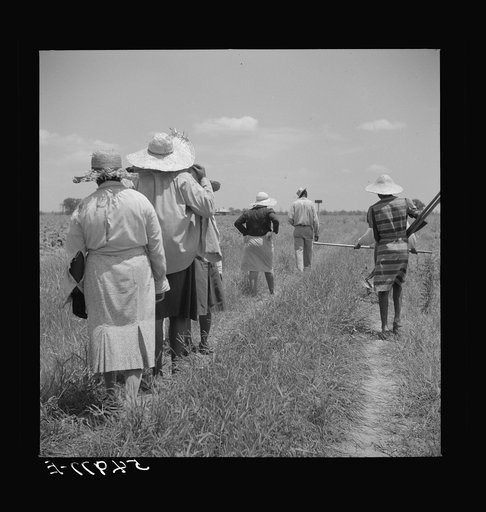 Day labor now is used almost exclusively on Hopson Plantation, displacing the old tenants on the place. Cotton choppers are hired in nearby towns for seventy-five cents to one dollar a day and trucked to the plantation. Clarksdale, Mississippi Delta, Mississippi