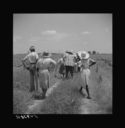 Untitled photo, possibly related to: Day labor now is used almost exclusively on Hopson Plantation, displacing the old tenants on the place. Cotton choppers are hired in nearby towns for seventy-five cents to one dollar a day and trucked to the plantation. Clarksdale, Mississippi Delta, Mississippi
