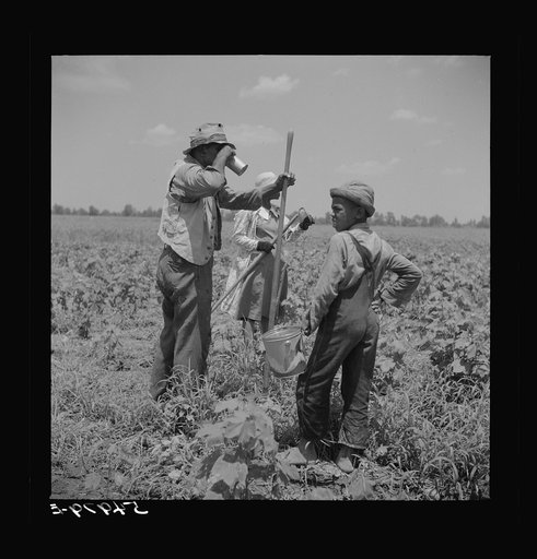 Day labor now is used almost exclusively on Hopson Plantation, displacing the old tenants on the place. Cotton choppers are hired in nearby towns for seventy-five cents to one dollar a day and trucked to the plantation. Clarksdale, Mississippi Delta, Mississippi