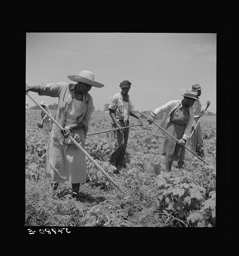 Day labor now is used almost exclusively on Hopson Plantation, displacing the old tenants on the place. Cotton choppers are hired in nearby towns for seventy-five cents to one dollar a day and trucked to the plantation. Clarksdale, Mississippi Delta, Mississippi