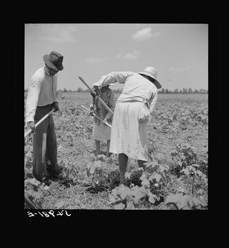 Day labor now is used almost exclusively on Hopson Plantation, displacing the old tenants on the place. Cotton choppers are hired in nearby towns for seventy-five cents to one dollar a day and trucked to the plantation. Clarksdale, Mississippi Delta, Mississippi