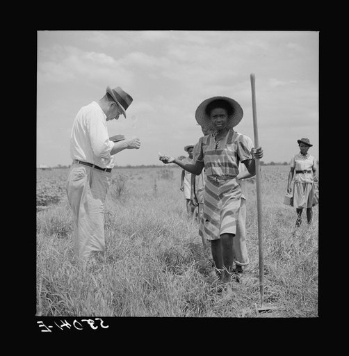 Day labor is used almost exclusively on Hopson plantation, displacing the old tenants on the place. Cotton choppers are hired in nearby towns for seventy-five cents to one dollar a day and trucked to the plantation. Clarksdale, Mississippi Delta, Mississippi