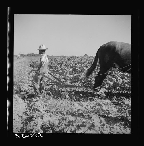 Untitled photo, possibly related to: Resting the mules which get too hot when the cotton is high in mid-summer cultivation. King and Anderson Plantation near Clarksdale. Mississippi Delta, Mississippi