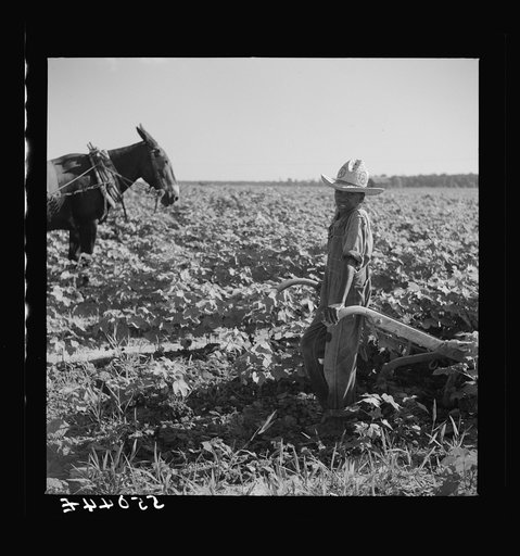 Untitled photo, possibly related to: Resting the mules which get too hot when the cotton is high in mid-summer cultivation. King and Anderson Plantation near Clarksdale. Mississippi Delta, Mississippi