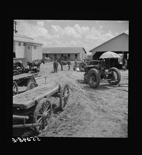 After the noon hour in the plantation yard, the mules, tractors and cultivators are taken out to finish the day's work. King and Anderson plantation, near Clarksdale. Mississippi Delta, Mississippi
