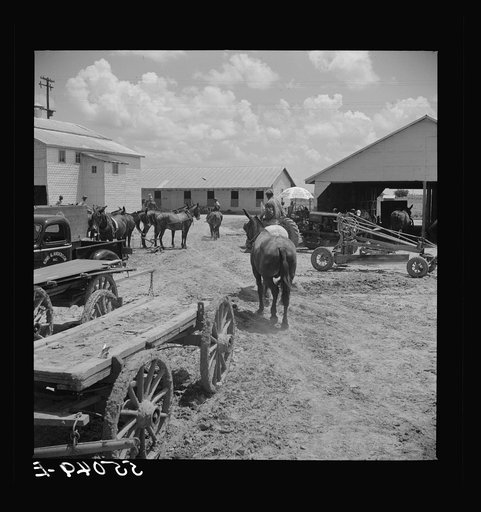 After the noon hour in the plantation yard, the mules, tractors and cultivators are taken out to finish the day's work. King and Anderson plantation, near Clarksdale. Mississippi Delta, Mississippi