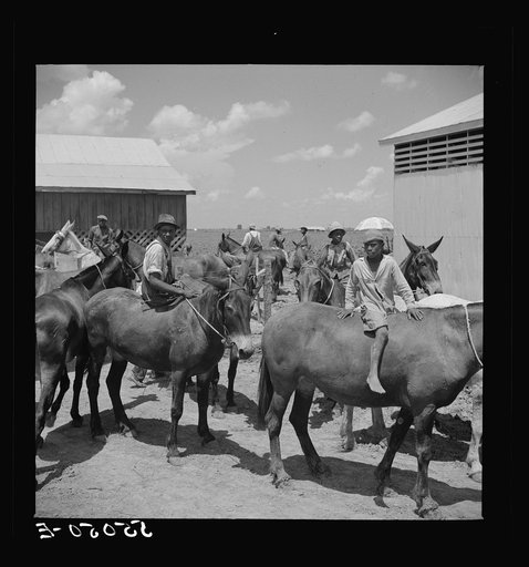 After the noon hour in the plantation yard, the mules, tractors and cultivators are taken out to finish the day's work. King and Anderson plantation, near Clarksdale. Mississippi Delta, Mississippi