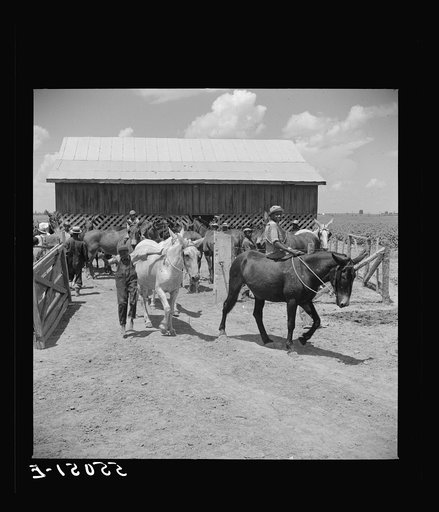 After the noon hour in the plantation yard, the mules, tractors and cultivators are taken out to finish the day's work. King and Anderson plantation, near Clarksdale. Mississippi Delta, Mississippi