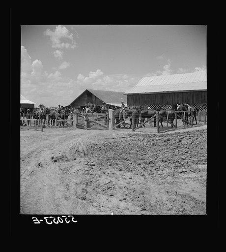 After the noon hour in the plantation yard, the mules, tractors and cultivators are taken out to finish the day's work. King and Anderson plantation, near Clarksdale. Mississippi Delta, Mississippi