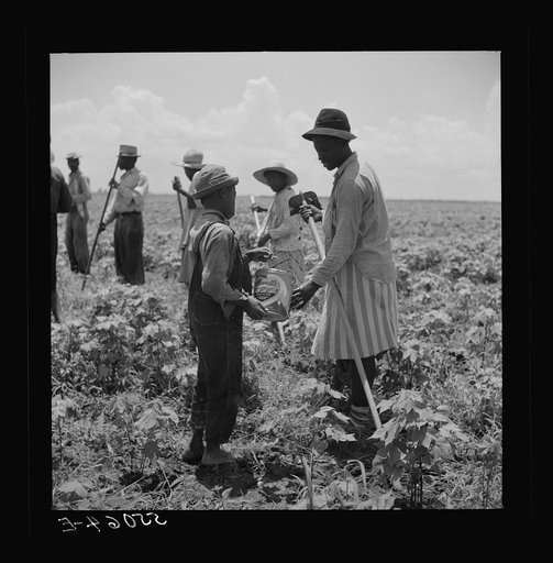 Day labor is used almost exclusively on Hopson plantation, displacing the old tenants on the place. Cotton choppers are hired in nearby towns for seventy-five cents to one dollar a day and trucked to the plantation. Clarksdale, Mississippi Delta, Mississippi