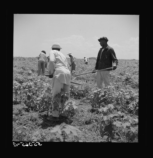 Day labor is used almost exclusively on Hopson plantation, displacing the old tenants on the place. Cotton choppers are hired in nearby towns for seventy-five cents to one dollar a day and trucked to the plantation. Clarksdale, Mississippi Delta, Mississippi