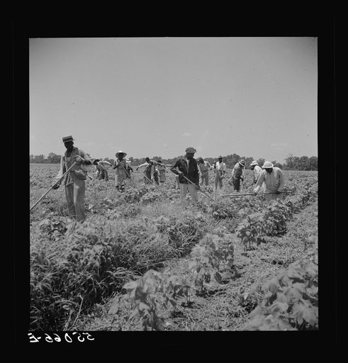 Untitled photo, possibly related to: Day labor is used almost exclusively on Hopson plantation, displacing the old tenants on the place. Cotton choppers are hired in nearby towns for seventy-five cents to one dollar a day and trucked to the plantation. Clarksdale, Mississippi Delta, Mississippi
