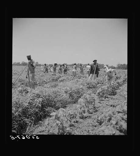 Untitled photo, possibly related to: Day labor is used almost exclusively on Hopson plantation, displacing the old tenants on the place. Cotton choppers are hired in nearby towns for seventy-five cents to one dollar a day and trucked to the plantation. Clarksdale, Mississippi Delta, Mississippi