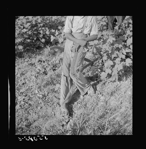 Resting the mules which get too hot when the cotton is high in mid-summer cultivation. King and Anderson Plantation, near Clarksdale. Mississippi Delta, Mississippi