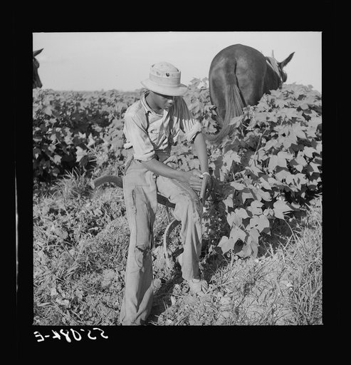 Resting the mules which get too hot when the cotton is high in mid-summer cultivation. King and Anderson Plantation, near Clarksdale. Mississippi Delta, Mississippi