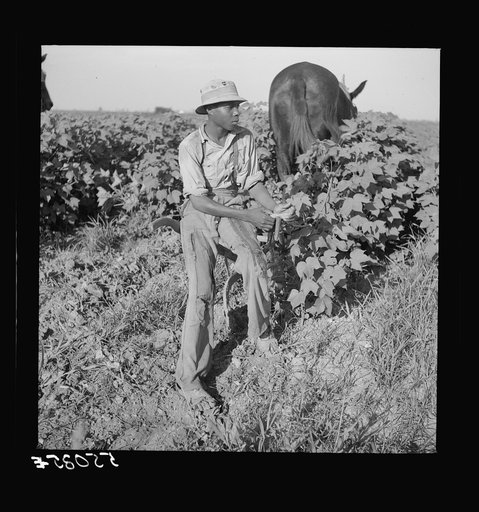 Untitled photo, possibly related to: Resting the mules which get too hot when the cotton is high in mid-summer cultivation. King and Anderson Plantation, near Clarksdale. Mississippi Delta, Mississippi