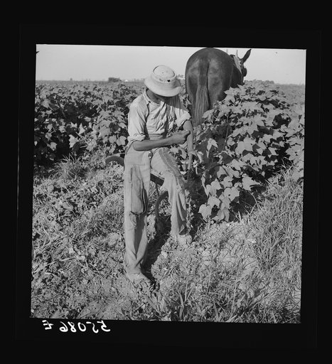 Resting the mules which get too hot when the cotton is high in mid-summer cultivation. King and Anderson Plantation, near Clarksdale. Mississippi Delta, Mississippi