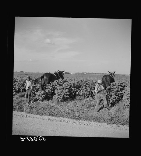 Resting the mules which get too hot when the cotton is high in mid-summer cultivation. King and Anderson Plantation, near Clarksdale. Mississippi Delta, Mississippi