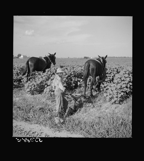 Untitled photo, possibly related to: Resting the mules which get too hot when the cotton is high in mid-summer cultivation. King and Anderson Plantation, near Clarksdale. Mississippi Delta, Mississippi